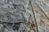 Pennsylvanian Fossil Horsetail (Annularia) Plate - Kentucky #154661-1